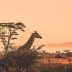 harshil-gudka-kfxEUCTUeyg-unsplash